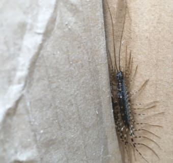 돈벌레 나오는 이유